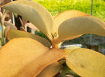 Kalanchoe orgyalis 'Copper Spoons' 4"