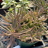 Kalanchoe Synsepala 'Elk Antlers' 6"