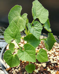 Kedrostis leloja 5"