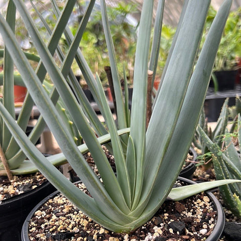 Kumara (formerly aloe) plicatillis, Fan Aloe Specimen, Tree Aloe, Large plants 1 gallon