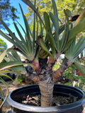 Kumara (formerly aloe) plicatillis, Fan Aloe Specimen, Tree Aloe, Large plants 1 gallon