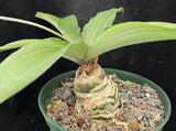 Ledebouria nitida (syn concolor) 4”  Large South African bulb