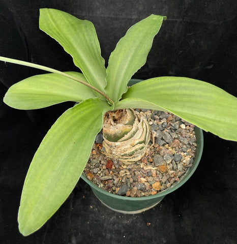 Ledebouria nitida (syn concolor) 4” pot Large South African bulb