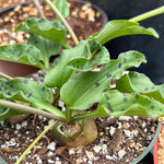 Ledebouria petiolata 3"
