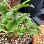 Ledebouria petiolata 3"