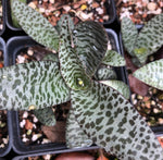 Ledebouria socialis 4" - Paradise Found Nursery