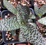 Ledebouria socialis 4" - Paradise Found Nursery