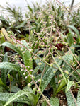 Ledebouria socialis 4" - Paradise Found Nursery