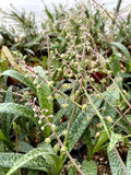 Ledebouria socialis 4" - Paradise Found Nursery