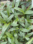Ledebouria socialis 4" - Paradise Found Nursery