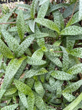 Ledebouria socialis 4" - Paradise Found Nursery