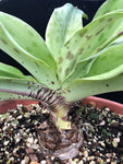 Ledebouria floribunda