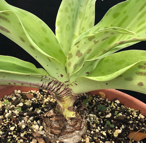 Ledebouria floribunda
