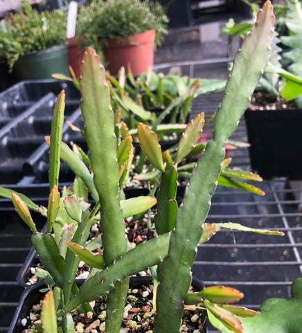 Lepismium warmingianum 4" Epiphytic Cactus Rare Jungle Cactus
