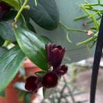 Lipstick plant Aeschynanthus Mona Lisa 6” Hanging Basket - Paradise Found Nursery