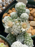 Mammillaria gracilis fragilis  Thimble Cactus Dwarf Succulent