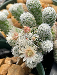 Mammillaria gracilis fragilis  Thimble Cactus Dwarf Succulent