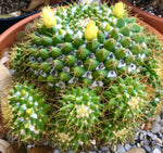 Mammillaria marksiana 3"