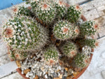 Mammillaria marksiana specimen 10 inch Large Specimen