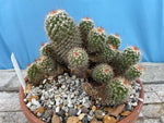 Mammillaria marksiana specimen 10 inch Large Specimen