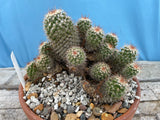 Mammillaria marksiana specimen 10 inch Large Specimen