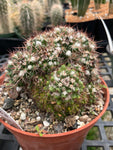 Mammillaria voburnensis 1 gallon EP - Paradise Found Nursery