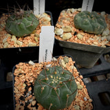 Matucana madisoniorum Peruvian Peyote Lookalike