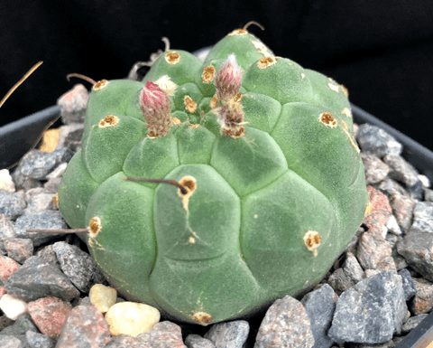 Matucana madisoniorum 4" pots Peyote Lookalike