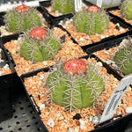 Melocactus mantanzanus Specimens with cephalium Turks Cap Cactus - Paradise Found Nursery