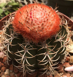 Melocactus matazanus