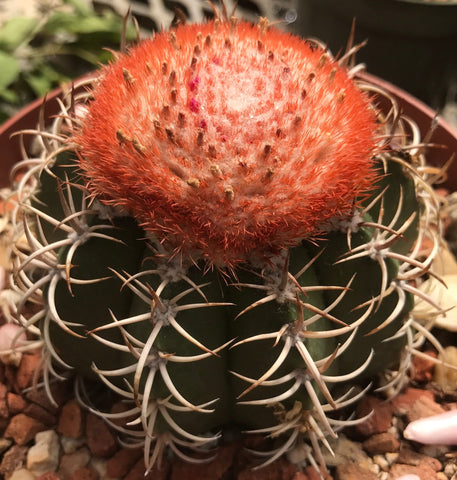 Melocactus matazanus
