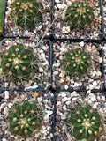 Melocactus violaceus 3" Turks Cap Cactus- Small Cuban Cactus with Furry Cephalium