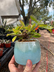 Miniature Euporbia hybrid bonsai in Stockman pottery - Variety To Choose From! - Paradise Found Nursery