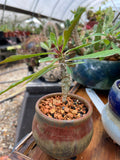 Miniature Euporbia hybrid bonsai in Stockman pottery - Variety To Choose From! - Paradise Found Nursery