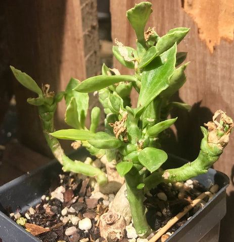 Monadenium rhizophora Euphorbia Caudex Forming Dwarf Succulent