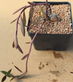 Monadenium rubellum 3" pot size