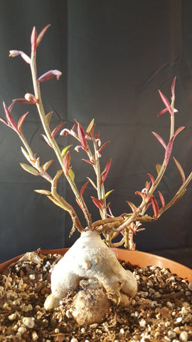 Monadenium rubellum 3" pot size