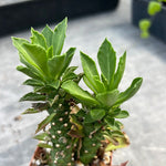 Monadenium schubei x guentheri hybrid New Cross!