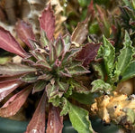 Monadenium schubei x guentheri hybrid New Cross!