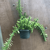 Monadenium stapeliodes Specimen Size