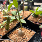 Monadenium trinerve 4” pots (syn Euphorbia trinverve)