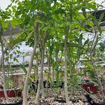 Moringa ovatifolia