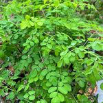 Moringa ovatifolia