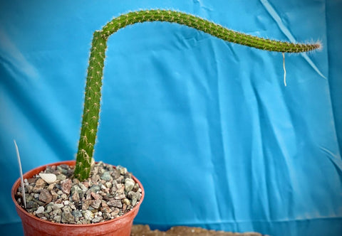 Mystery cactus from Gemini Gardens (Fairchild) 6" - Paradise Found Nursery