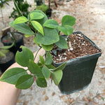 Neoalsomitra sarcophylla 4 inch Pot Rare tropical caudex vine plant