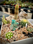 No Touchy Cactus Garden - Set of 5 Cacti Dish Garden