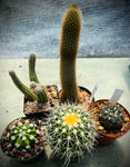 No Touchy Cactus Garden - Set of 5 Cacti Dish Garden