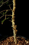 Operculicarya decaryi | Madagascar Jabily Tree | Pachycaul Thick Bonsai
