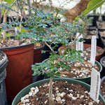 Operculicarya decaryi Madagascar jabily tree