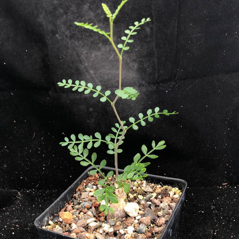 Operculicarya pachypus  Rooted cuttings